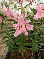 [4413 PO13 04-1077 No01.JPG]